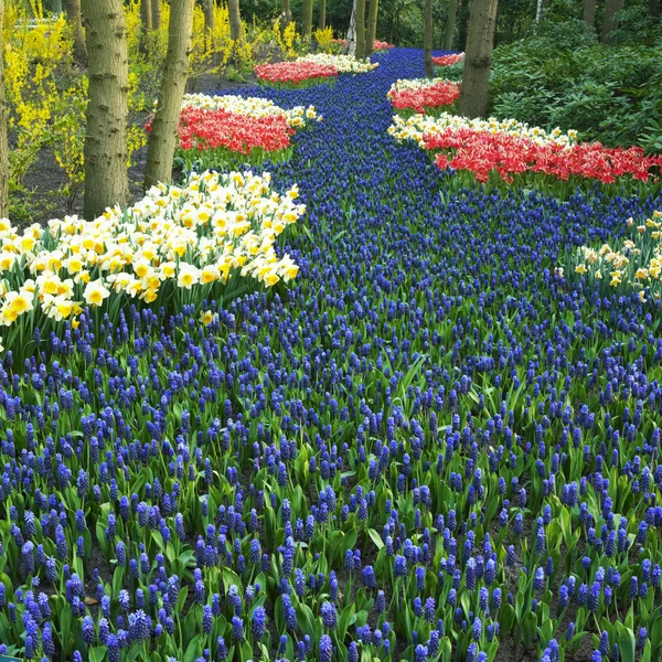 Keukenhof Gardens, Lisse, Netherlands — Stock Photo, Image