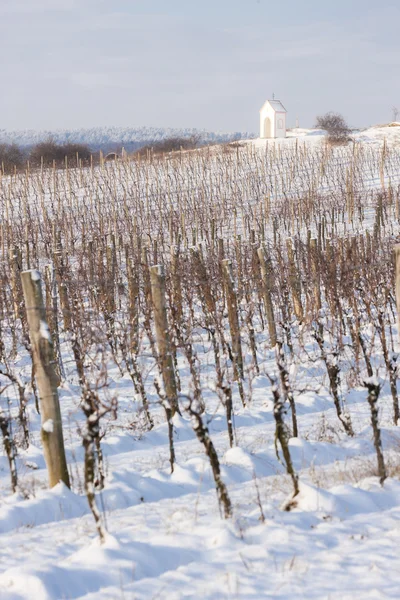 Vignoble d'hiver près de Hnanice, Moravie du Sud , — Photo