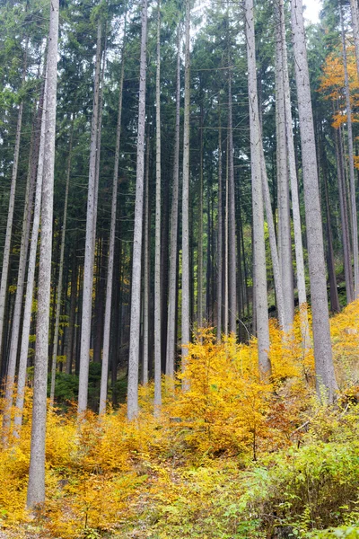 Forest pohled na podzim — Stock fotografie