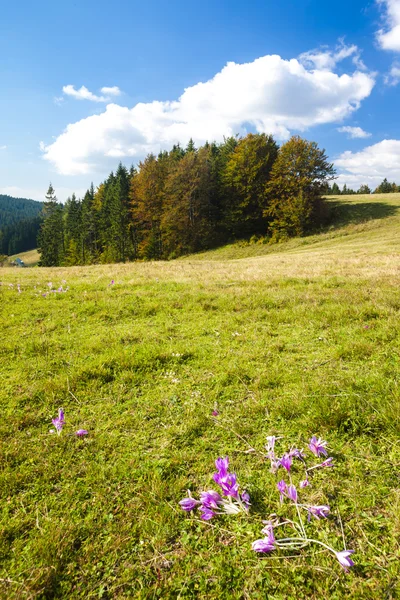 Λιβάδι στο άνθος, χαμηλές Tatry (χαμηλής Tatras) — Φωτογραφία Αρχείου