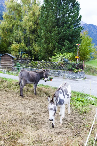 Donkeys, Switzerland — Stock Photo, Image