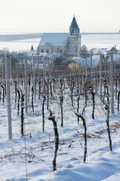 Hnanice, Güney Moravia yakınındaki kış bağ, — Stok fotoğraf