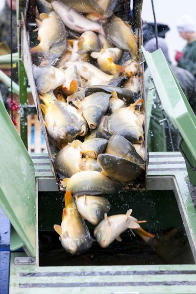 Harvesting pond — Stock Photo, Image