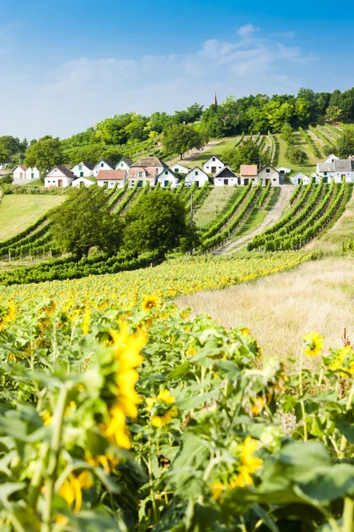 Vinkällare med vingårdar, Galgenberg, Niederösterreich, Österrike — Stockfoto