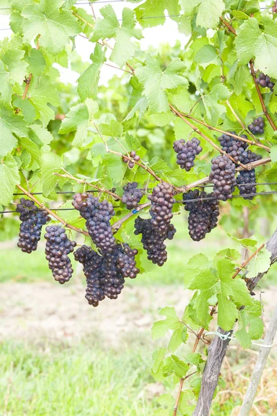 Uvas en viñedo (pinot gris), Moravia Meridional, República Checa — Foto de Stock