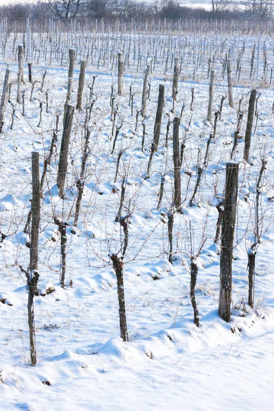 Vignoble d'hiver, Moravie du Sud, République tchèque — Photo