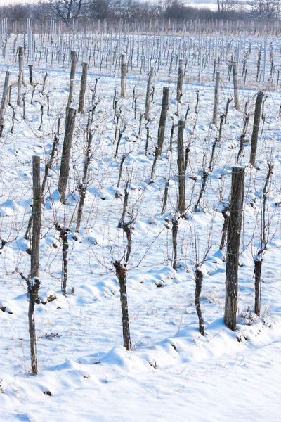 Kış bağ, Güney Moravia, Çek Cumhuriyeti