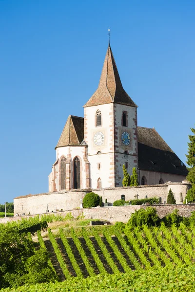 Üzüm bağı olan kilise, Hunawihr, Alsace, Fransa — Stok fotoğraf