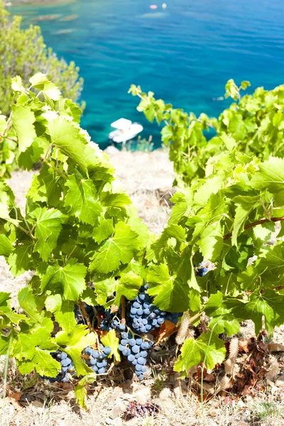 Vineyard on Cap de Peyrefite near Cerbere — Stock Photo, Image