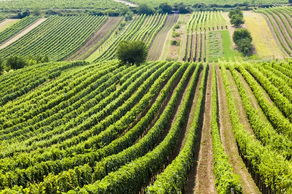 Wijngaard genaamd noviny in de buurt van cejkovice, Tsjechië — Stockfoto