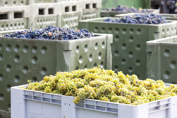 Colheita de vinho, Morávia do Sul, República Checa — Fotografia de Stock