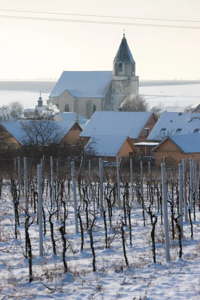 Hnanice com vinha de inverno, República Checa — Fotografia de Stock