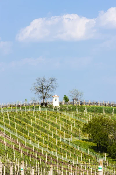 Весенние виноградники вблизи Немчицкого, Чешская Республика — стоковое фото