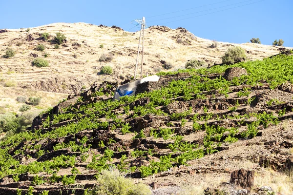 Αμπελώνα, την Cote Vermeille κοντά στο λιμάνι Vendres, Languedoc-Roussill — Φωτογραφία Αρχείου