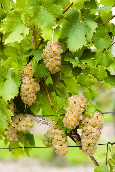 Белый виноград в винограднике, Южная Моравия, Чехия — стоковое фото