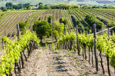 Bağ yakınındaki Unterretzbach görünümünü