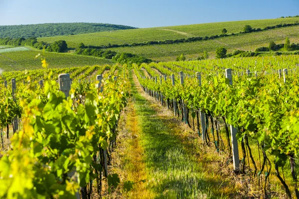 Blick auf Weinberge in der Nähe von Palava — Stockfoto