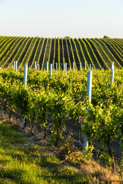 Вид на виноградники из окрестностей Велке Биловице — стоковое фото