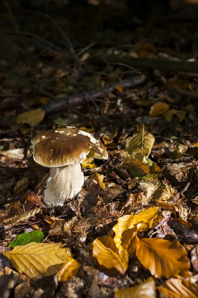 Champignon comestible en forêt — Photo