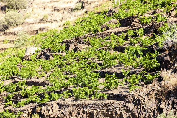 Weinberg an der Cote d 'Azur in der Nähe von port-vendres — Stockfoto