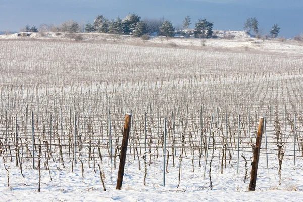 Zimní vinice, Jižní Morava — Stock fotografie