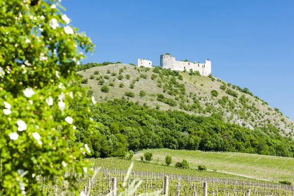 Ruines du château de Devicky avec vignoble — Photo