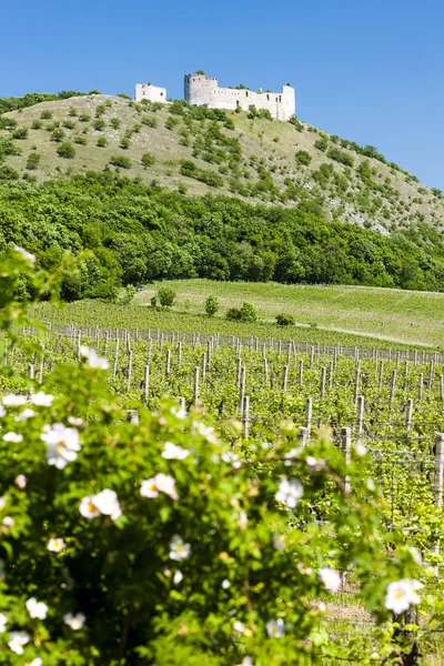 Ruínas do Castelo de Devicky com vinhas — Fotografia de Stock