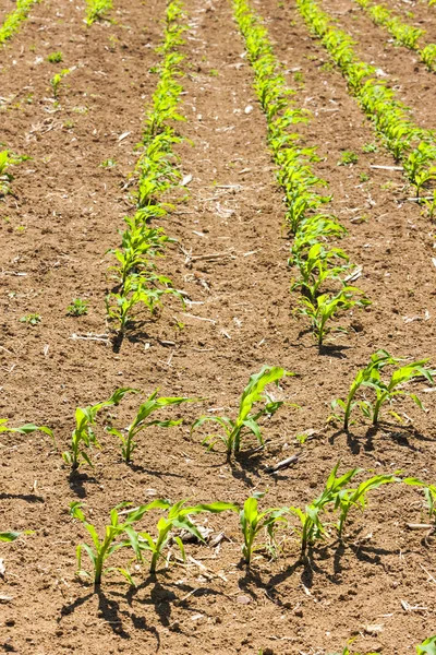 Corn field view — Stock Photo, Image