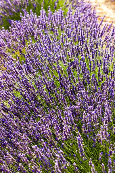 Campo de lavanda, Provenza — Foto de Stock