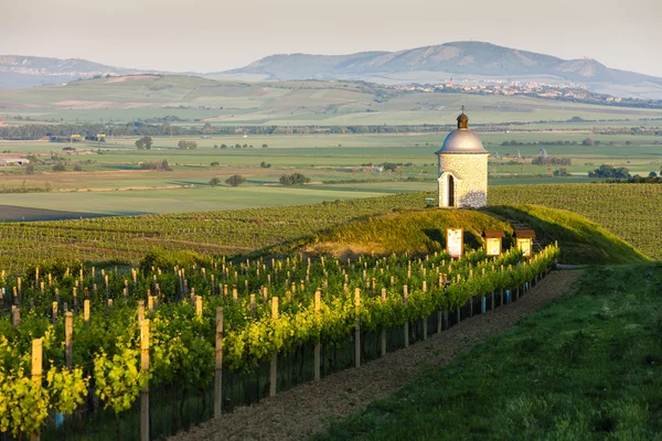 Cappella con vigneto vicino Velke Bilovice — Foto Stock