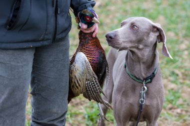 Avda köpeği olan bir avcı.