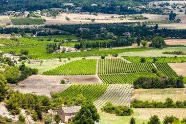 Gordes, Vaucluse bölümü yakınındaki üzüm bağları