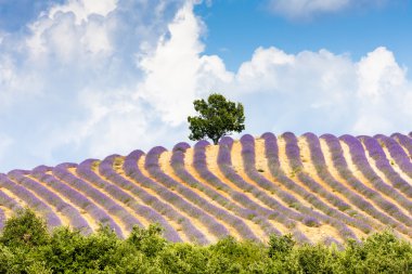 Bir ağaç, Provence lavanta alan