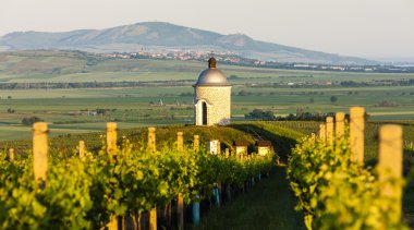 Chapel yakınındaki velke bilovice üzüm