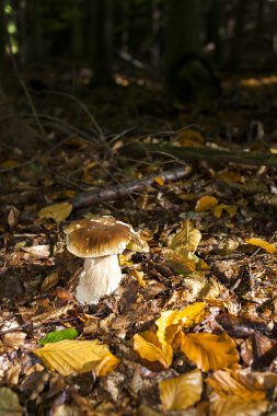 ormandaki yenilebilir mantar