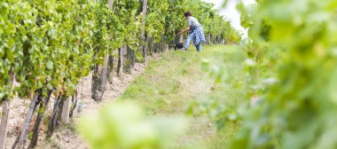 Şarap hasat Güney Moravya