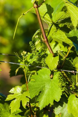 Asma dalları yakın çekim