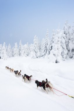Dogging sledge, Sedivacek uzun