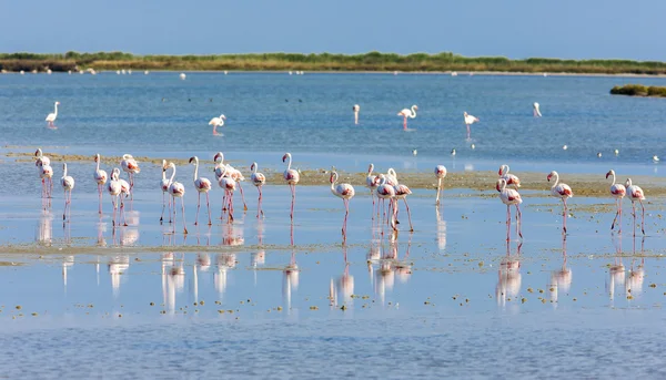 Flamingos in der Camargue, Provence — Stockfoto