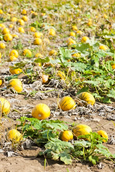 Pumpkins on the field — Stock Photo, Image