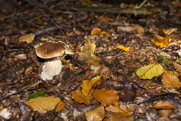 Setas comestibles en el bosque —  Fotos de Stock