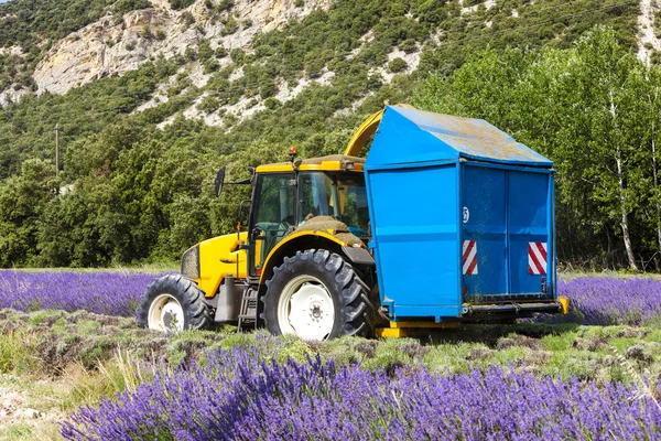 Cosecha de lavanda, Ródano-Alpes —  Fotos de Stock