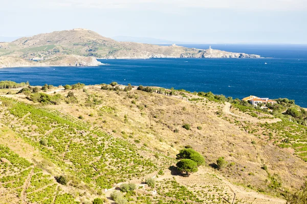 Vinhedo na Cote Vermeille e Cap Bear farol — Fotografia de Stock