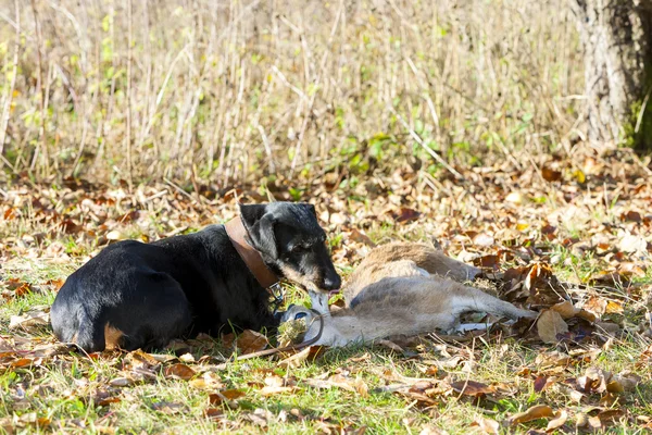 Perro de caza con una captura —  Fotos de Stock