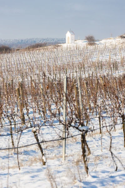 Zimowe winnicy w pobliżu Hnanice, południowych Moraw — Zdjęcie stockowe