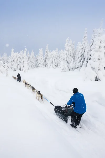 Dogging sledge, Sedivacek uzun — Stok fotoğraf