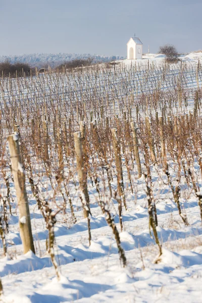 Vignoble d'hiver près de Hnanice, Moravie du Sud — Photo