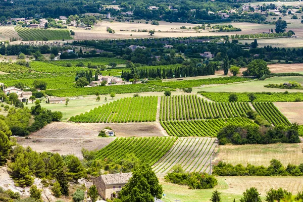 Vigneti vicino Gordes, Dipartimento di Vaucluse — Foto Stock