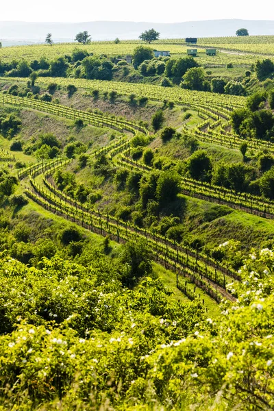 Vista del viñedo Jecmeniste, Región de Znojmo — Foto de Stock