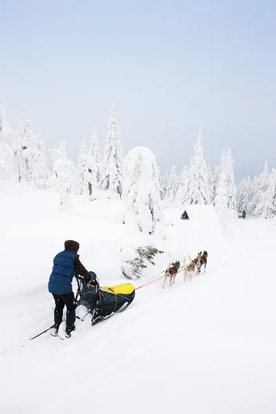 Dogging sledge, Sedivacek uzun — Stok fotoğraf